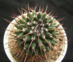 mammillaria sp