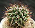 mammillaria sp.