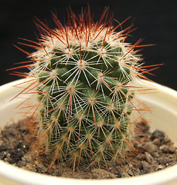 mammillaria sp
