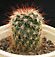 mammillaria sp.