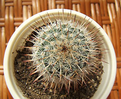 mammillaria sp