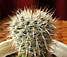 mammillaria sp