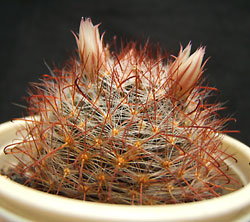 mammillaria sp