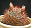 mammillaria sp