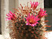 mammillaria zeilmaniana