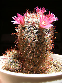 mammillaria zeilmaniana