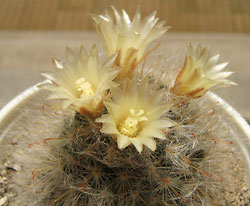 mammillaria bocasana