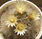 mammillaria bocasana