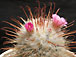 mammillaria bombycina