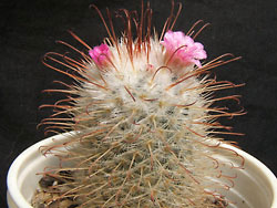 mammillaria bombycina
