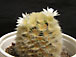 mammillaria carmenae