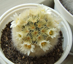 mammillaria carmenae