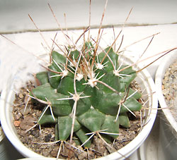 mammillaria sp
