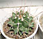 mammillaria compressa