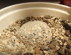 mammillaria duwei
