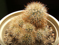 mammillaria erythrosperma