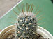mammillaria longiflora