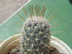 mammillaria grandiflora