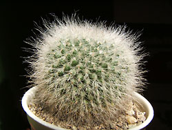mammillaria hahniana