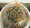 mammillaria molihamata