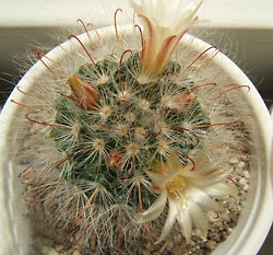 mammillaria molihamata