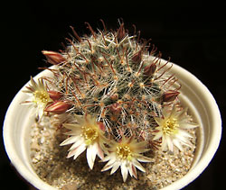 mammillaria nana