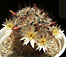 mammillaria nana