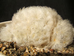 mammillaria sp