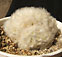 mammillaria plumosa