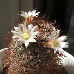 mammillaria pointeri