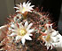 mammillaria pointeri