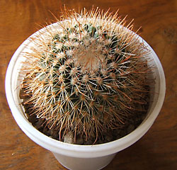 mammillaria sp