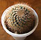 mammillaria prolifera var. arachnoidea