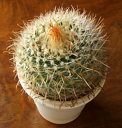 mammillaria sp
