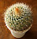 mammillaria prolifera var. arachnoidea