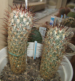 mammillaria microhelia