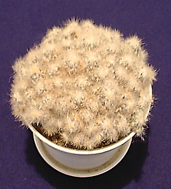 mammillaria prolifera var. arachnoidea