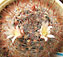 mammillaria sp