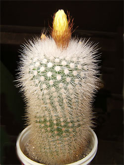 notocactus scopa