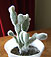 opuntia mycrodasis
