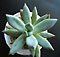 euphorbia enopla