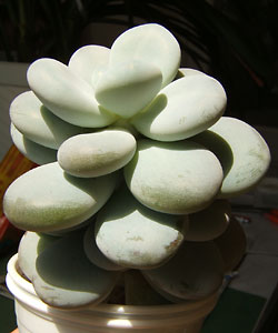 pachiphytum oviferum