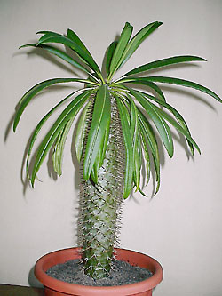 pachypodium lamieri