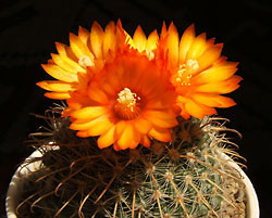 parodia spanisa