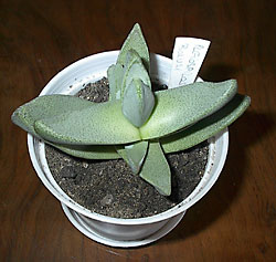 pleiospilos