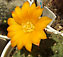 rebutia marsoneri