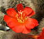 rebutia sp