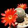 rebutia krainziana