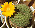 rebutia marsoneri