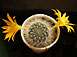 rebutia sp